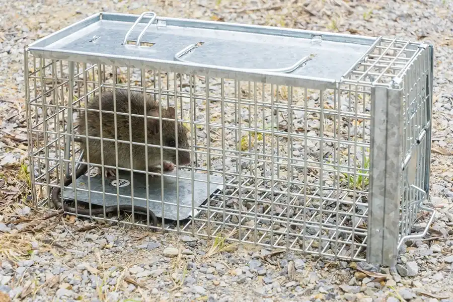 A&C Pest Control's other services